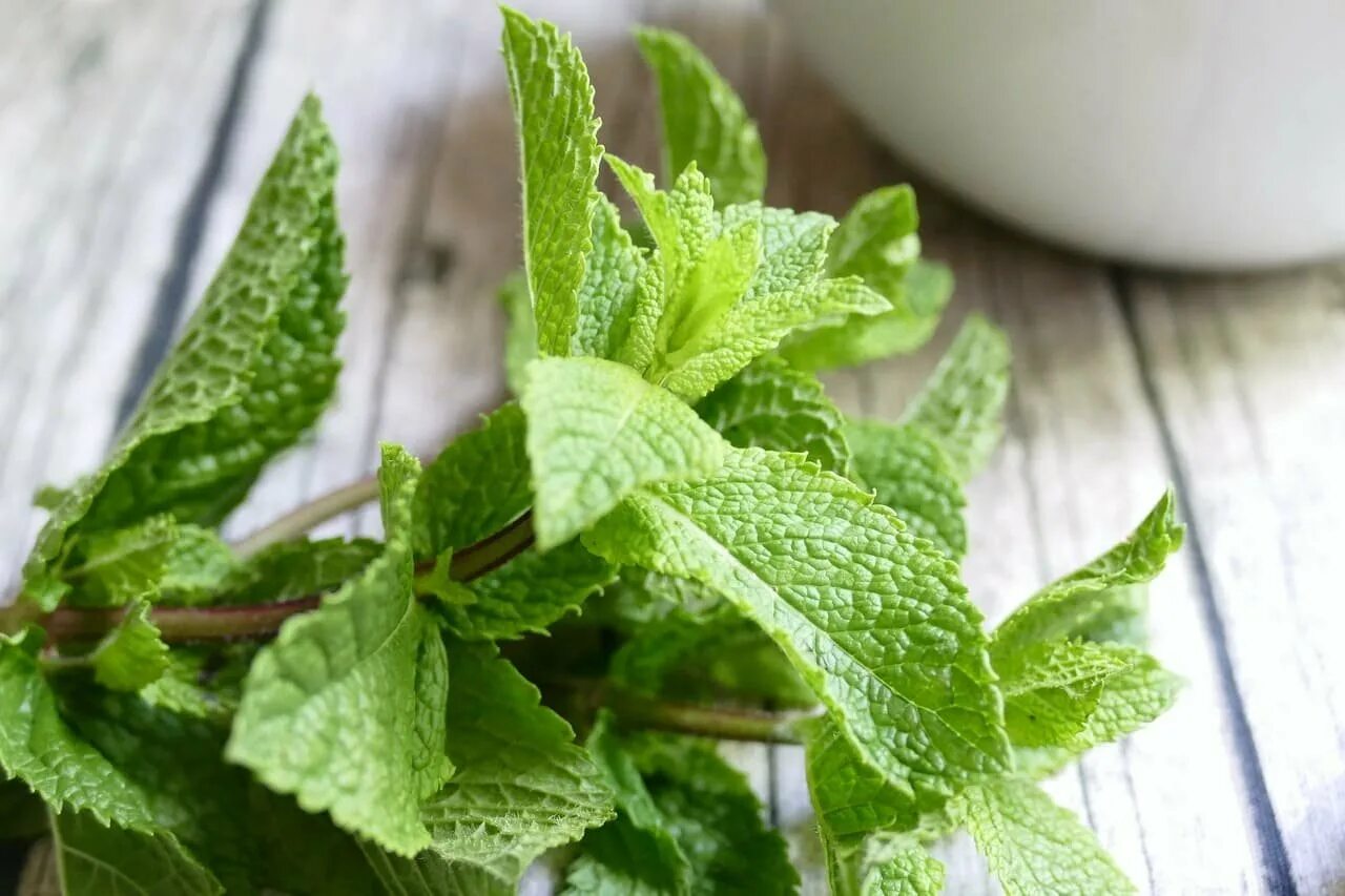 Mint фото. Мята перечная (Mentha piperita). Мята перечная (Mentha piperita l.).. Мята перечная Méntha piperíta.