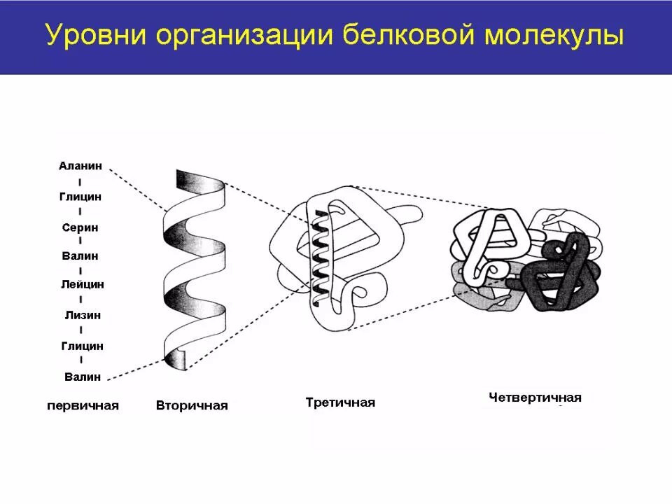 В организации белковых. Уровни организации белковой. Строение и уровни структурной организации белков. Уровни организации белковой молекулы. Уровни структурной организации белковой молекулы.