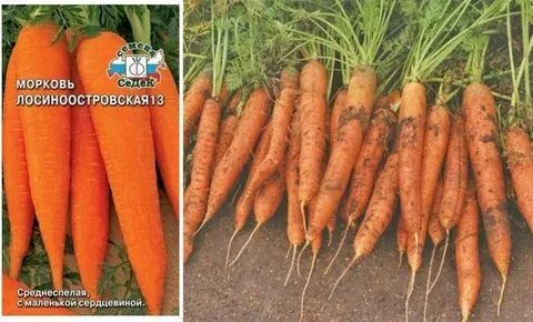 Морковь лосиноостровская отзывы