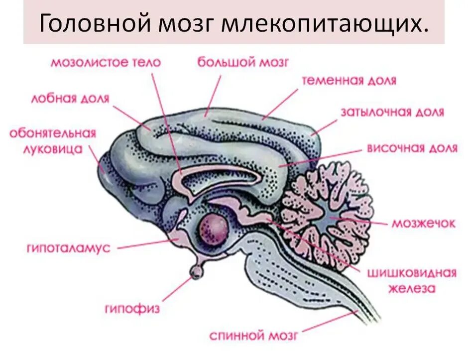 Отделы головного мозга млекопитающих схема. Строение головного мозга собаки. Структуры головного мозга млекопитающих. Строение головного мозга млекопитающих. Отделы входящие в состав головного мозга млекопитающих