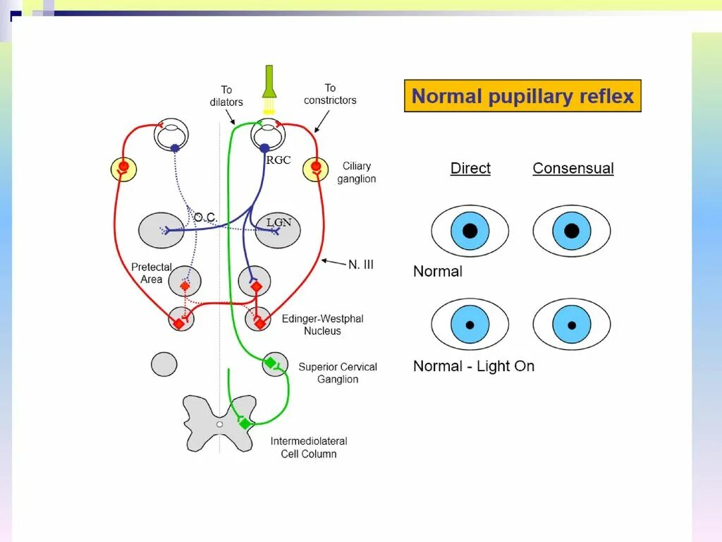 Зеленый рефлекс. Зрачковый рефлекс схема. Вестибулоокулярные рефлексы схема. Дуга зрачкового рефлекса. Рефлекторный путь вестибулоокулярного рефлекса.