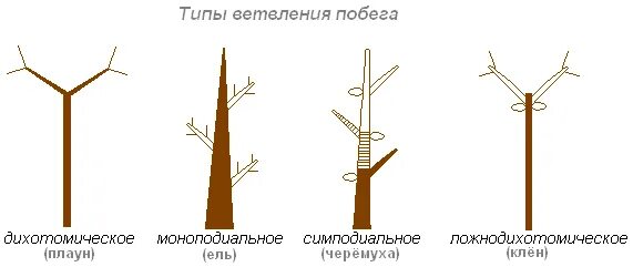 Типы нарастания. Схемы типов ветвления побегов. Типы ветвления побегов рисунок. Типы ветвления побегов у растений. Моноподиальное Тип ветвление побегов.