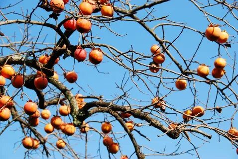На каком дереве растет хурма
