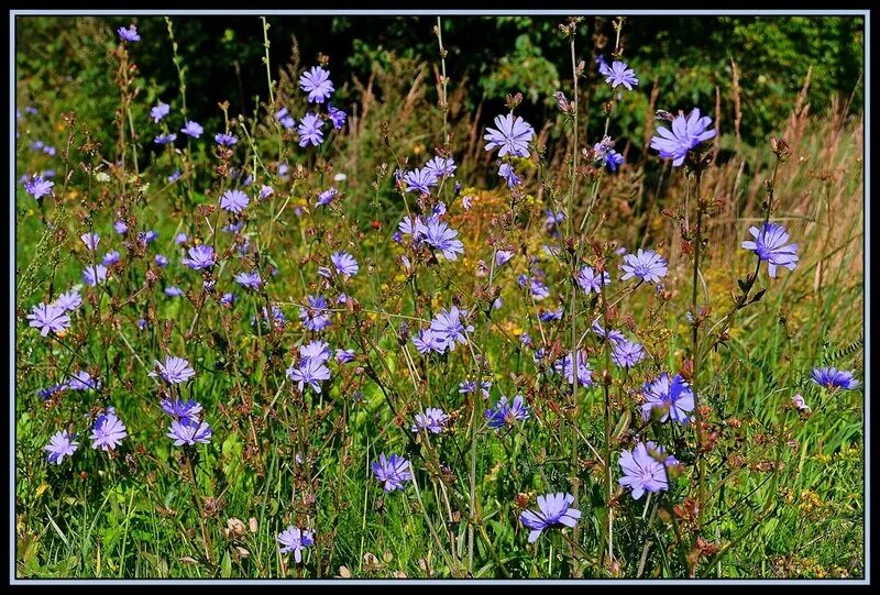 Картинки и названия растений латвии. Латвия цветы. Латвия цветы. Растения латвии. Лекарственные травы латвии.