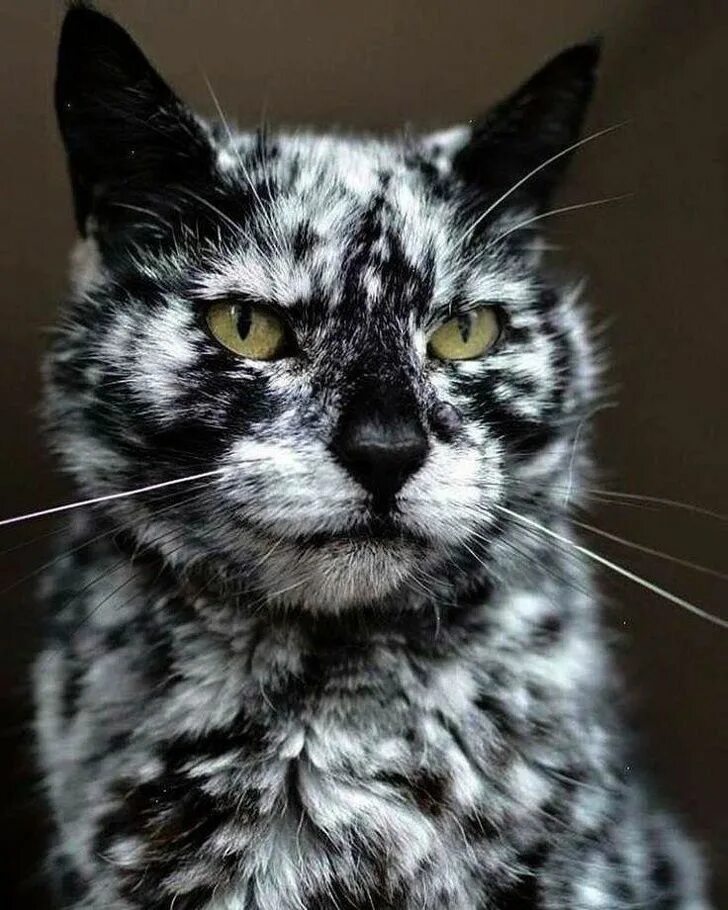 Редкие цвета кошек. Кот Скрэппи мраморный. Необычные коты. Коты необычной окраски. Необычные окрасы кошек.