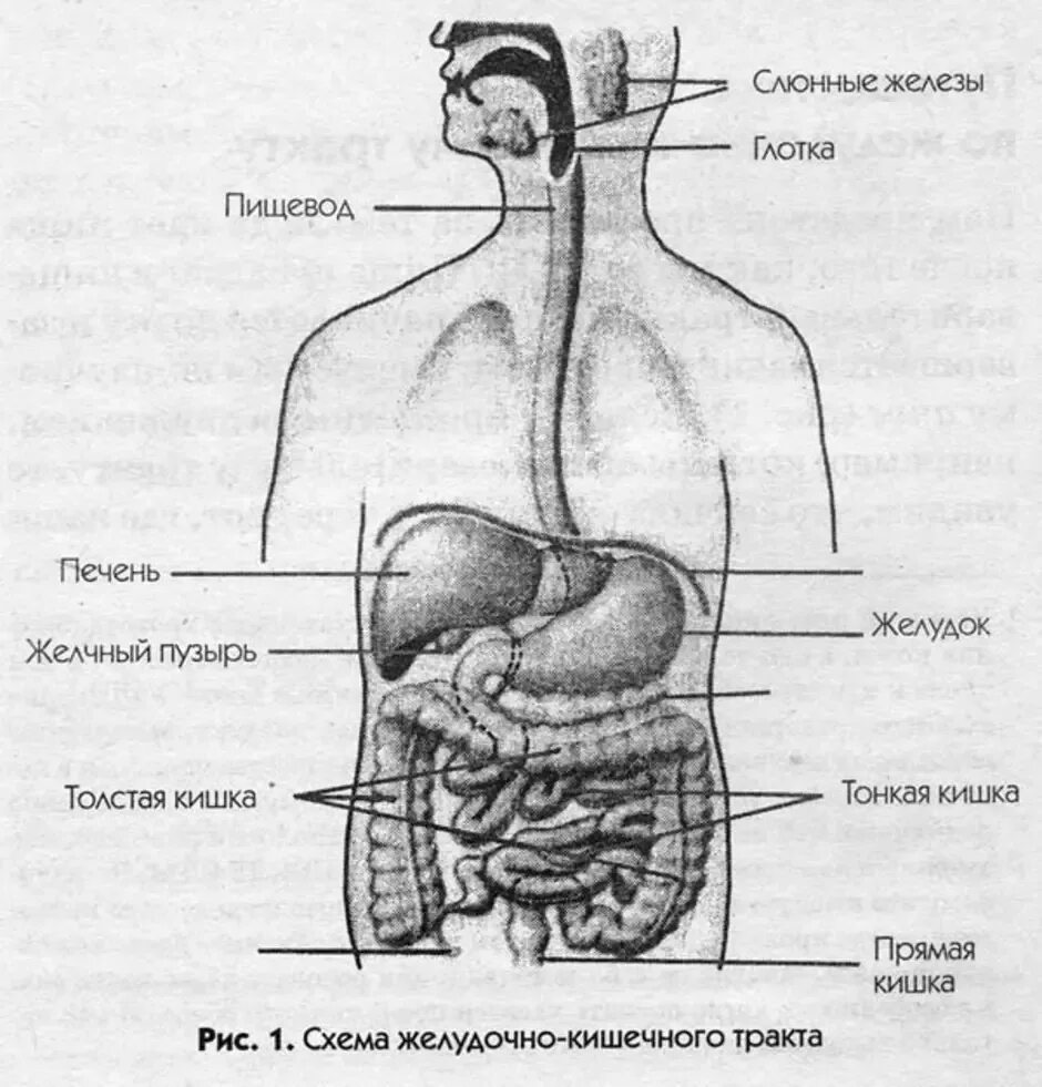 Пищевод кишечник. Схема желудочно-кишечного тракта. Пищевой тракт человека схема. Тракт ЖКТ желудочно-кишечный схема. Желудочно кишечный тракт это пищеварительная система.