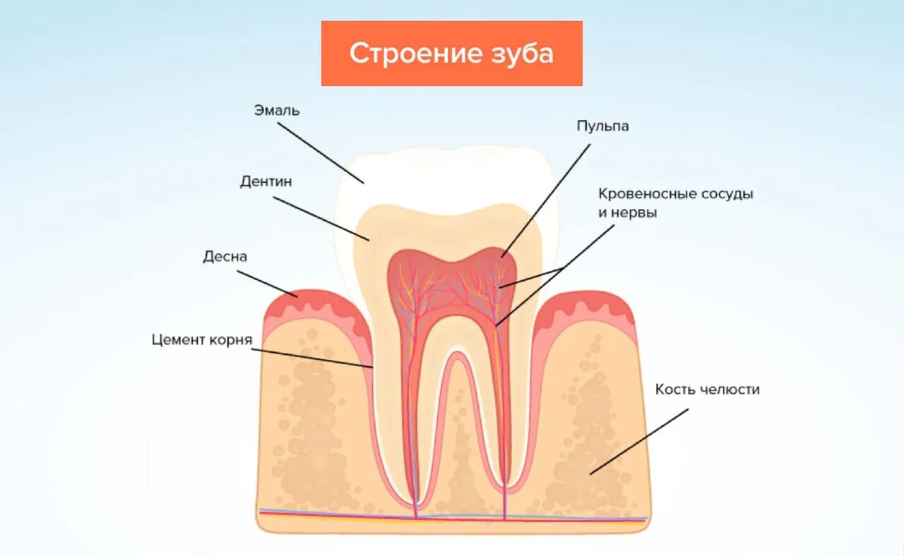 Строение зуба человека схема кариес. Строение зуба в Десне анатомия. Анатомическое строение зуба стоматология.