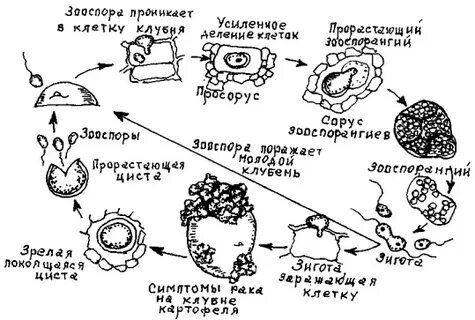 Возбудитель рака