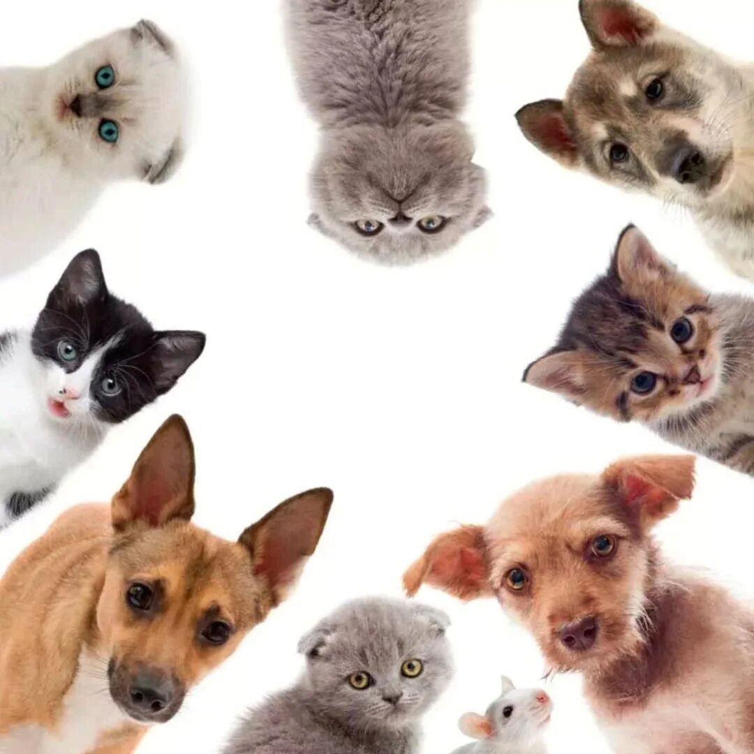 Породы животных кошек и собак. Домашние питомцы. Много кошек и собак. Много домашних животных. Домашние животные коллаж.