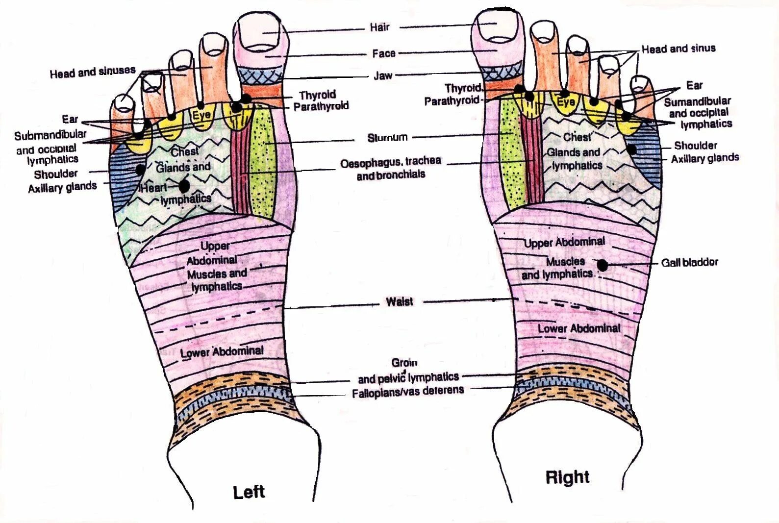 Карта в стопе метро. Карта рефлексологии. Карта рефлексологии стопы. Foot Reflexology Map. Карта стоп человека.