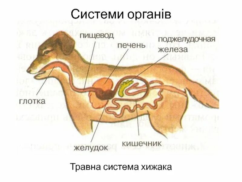 Пищеварительная система млекопитающих схема. Внутреннее строение млекопитающих пищеварительная. Строение пищеварительной системы животных. Строение пищеварительной системы собаки.