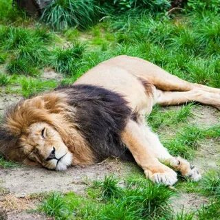 A lion sleep during the day