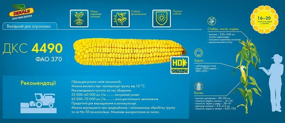 Дкс 4014 гибрид кукурузы. Дкс кукуруза характеристика. Дкс 4014 гибрид кукурузы. Dekalb кукуруза 4178. Селекция кукурузы.