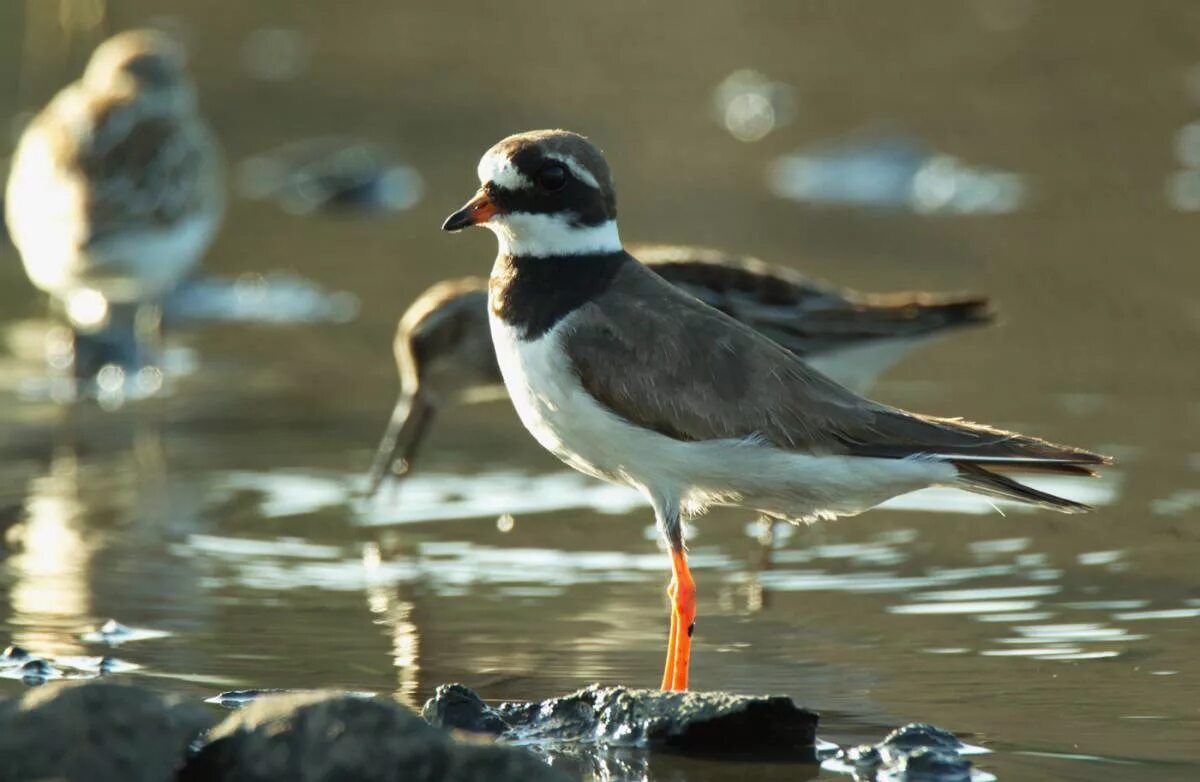 Галстучник. Charadrius hiaticula. Куличка-галстучника. Птица гальштучник. Ареал галстучника.