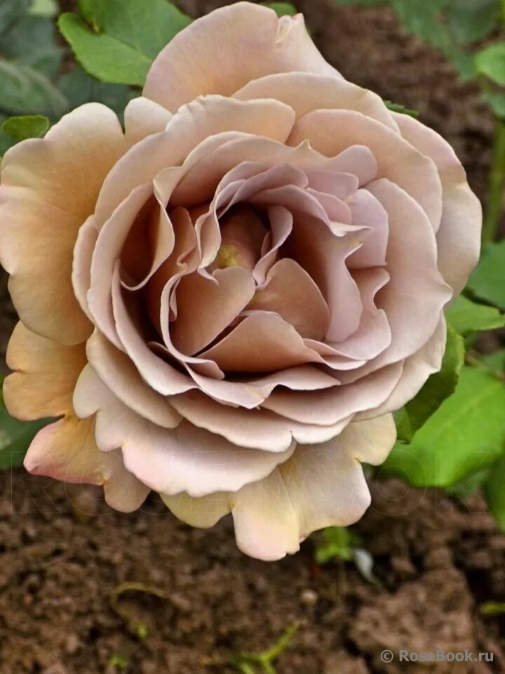 18 Flowers for the Garden ideas flowers, david austin roses, english roses