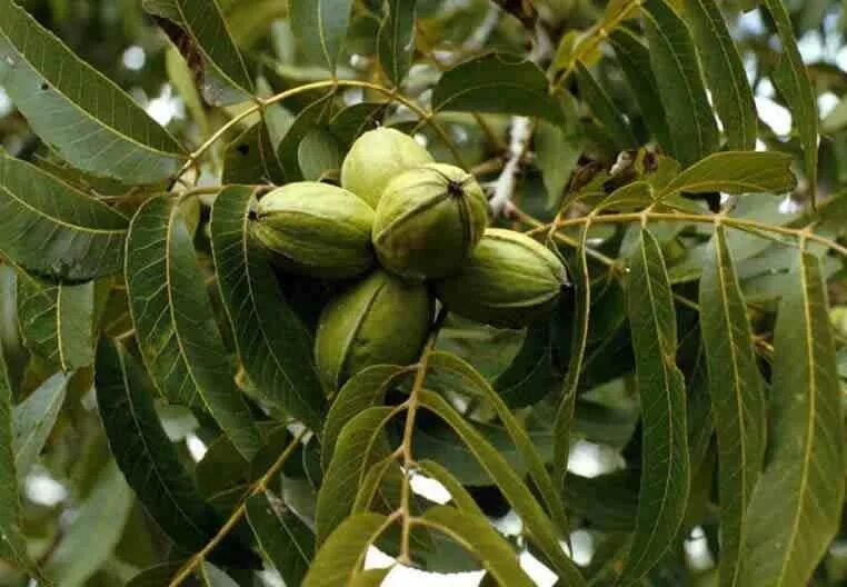 Где растет этот орех. Кария пекан. carya illinoinensis. carya illinoinensis пекан кария иллинойская. орех пекан дерево.