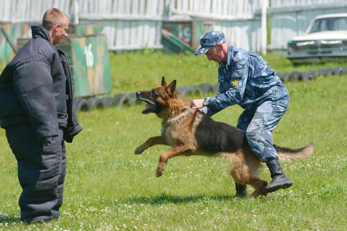 Плюсы кинолога. Кинолог. Профессия кинолог. Кинолог с собакой. Специалист кинолог.