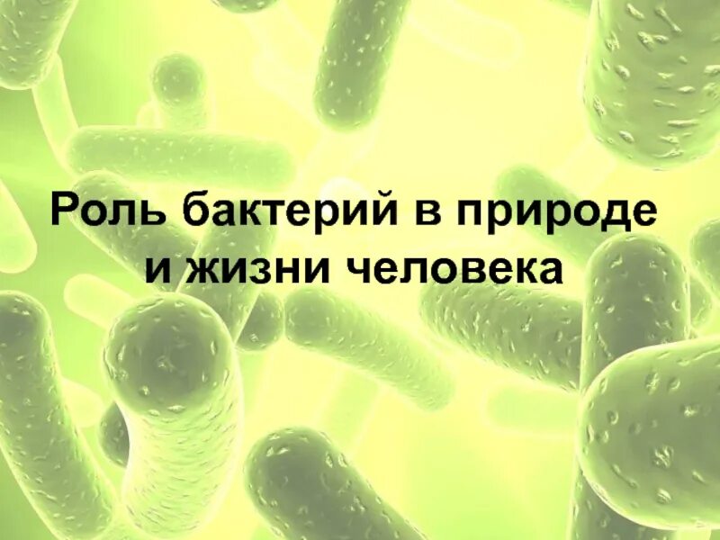 Роль бактерий в природе и жизни человека. Бактерии в жизни человека. Роль бактерий в жизни человека. Бактерии роль бактерий в природе и жизни человека. Презентация бактерий в жизни человека