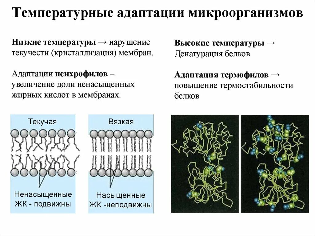 Адаптация микроорганизмов к экстремальным условиям. Адаптация микроорганизмов к температуре. Адаптация бактерий примеры. Адаптации бактерий к температуре.