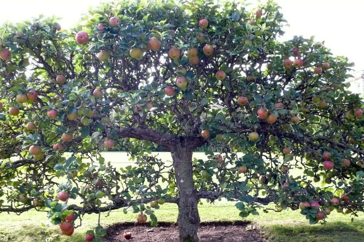 Яблонька дача. Яблони мондштат. Яблоня плодовая. Фруктовые деревья (яблоня, груша, абрикос, мандарин).. Яблоня КИБО.