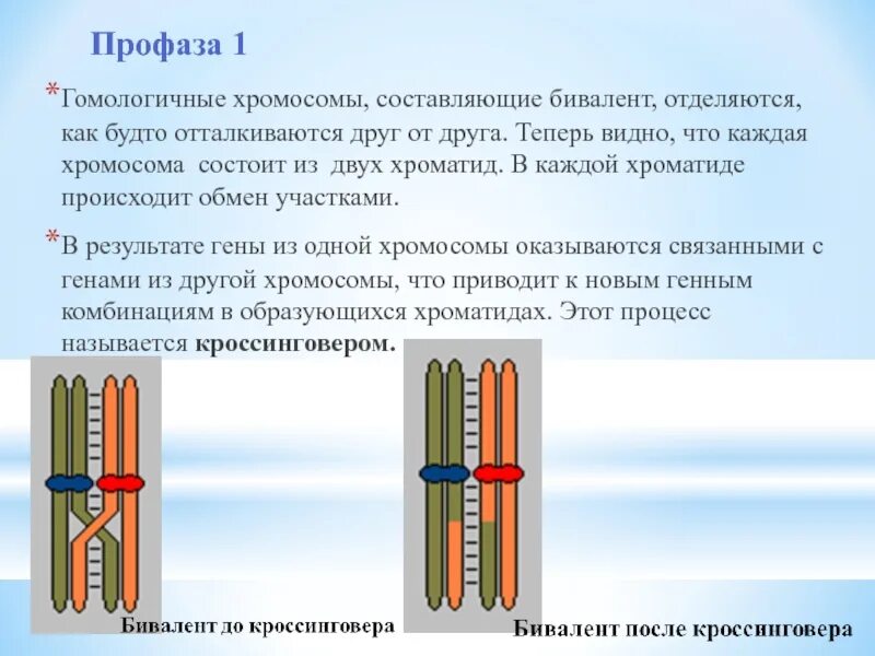 Конъюгация и кроссинговер в клетках животных происходят. Гомологичен ые хромоосомы. Бивалент. Биваленты и гомологичные хромосомы. Биваленты хромосом.