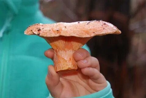 Go mushroom picking