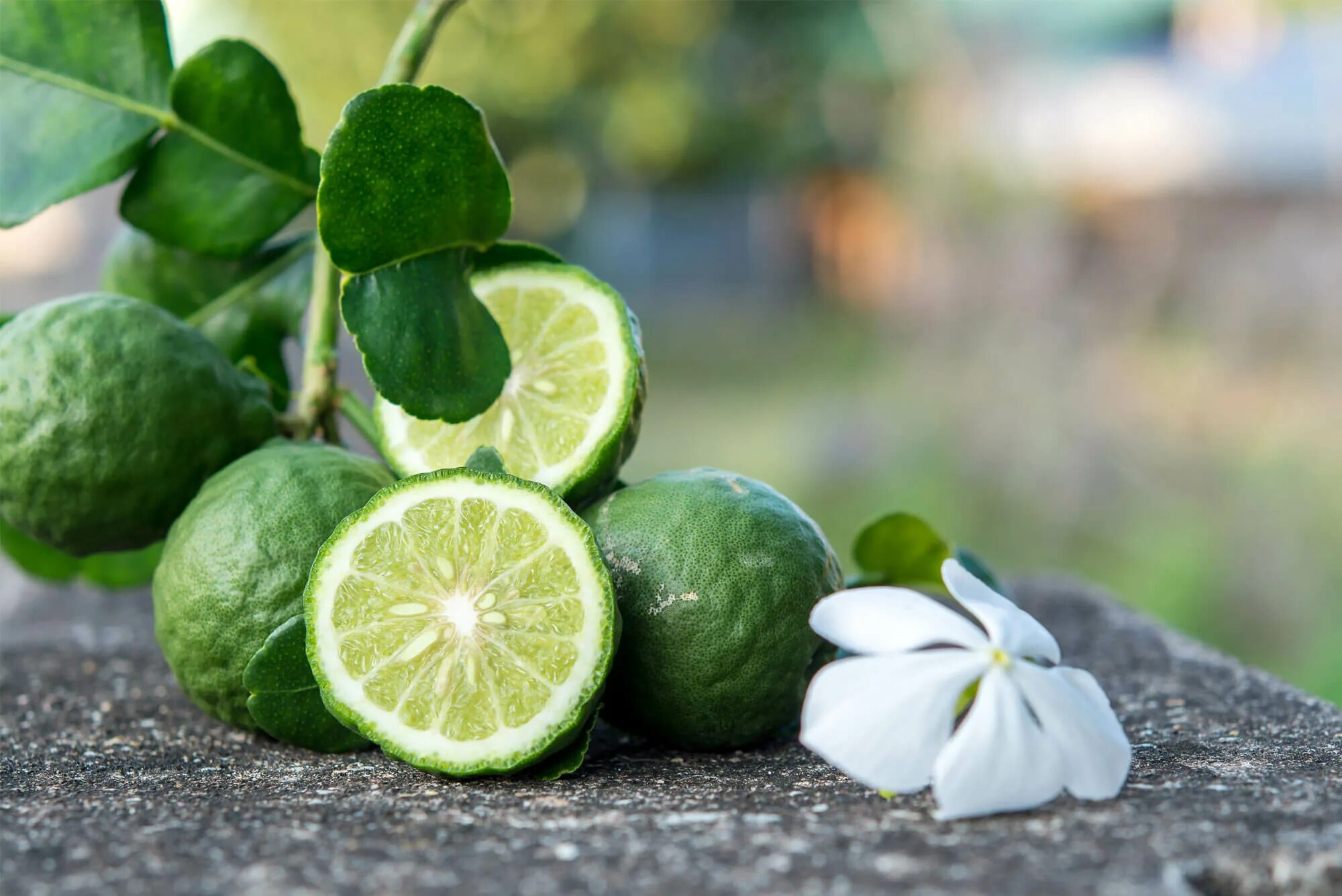 Бергамот цитрон. Черный чай с лимоном картинки. Бергамот бергамия. Растения цитрусовые бергамот. Листья бергамота.