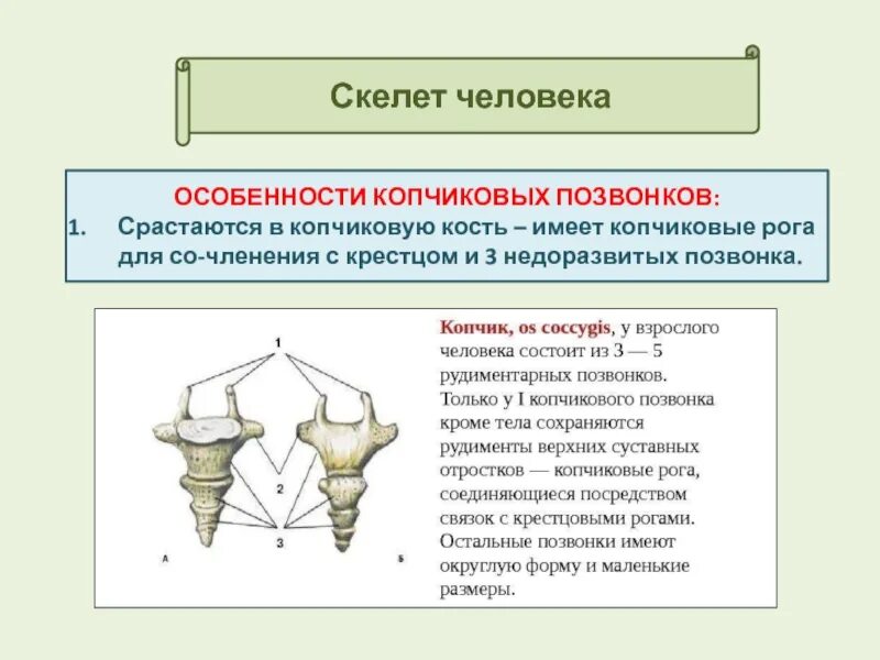 Копчиковая железа характерна для. Особенности строения позвонков копчика. Копчиковый отдел особенности строения. Особенности строения позвонков копчикового отдела. Особенности строения корчика.