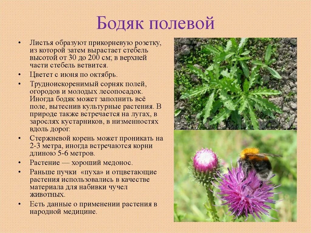 Бодяк Астровые. Бодяк полевой (Cirsium arvense). Бодяк полевой (осот). Осот розовый Бодяк полевой.