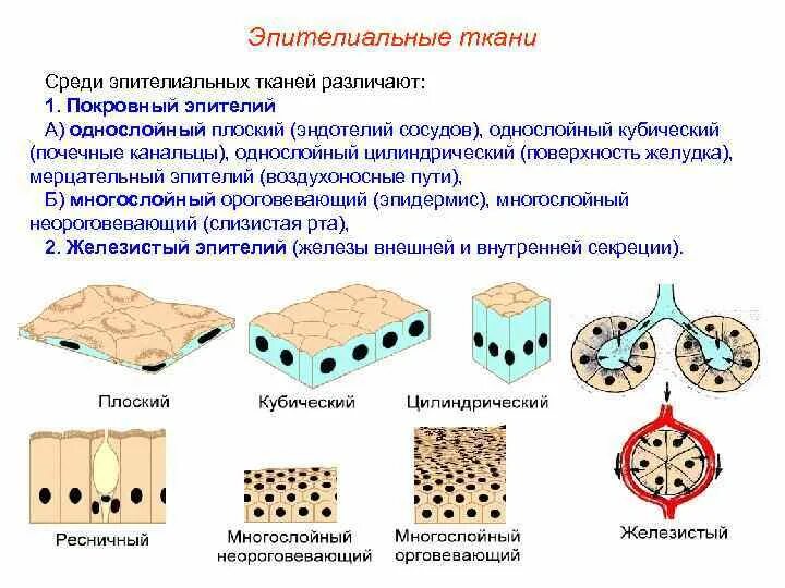 Какие функции выполняет эпителий. Однослойный плоский эпителий эндотелий. Покровный многослойный эпителий функции. Многослойная эпителиальная ткань рисунок. Покровный эпителий строение ткани.