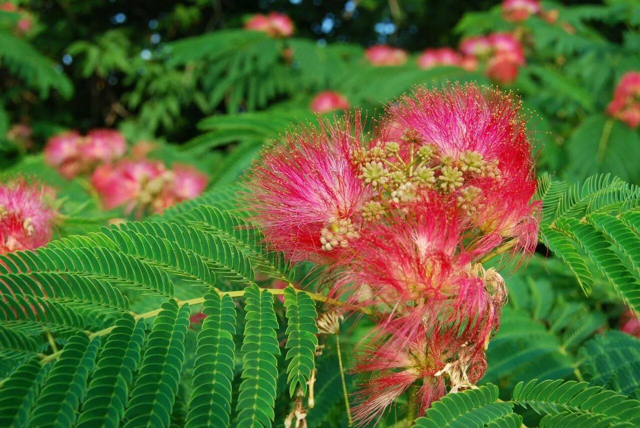 Ленкоранская акация. Альбиция ленкоранская - albizia julibrissin. Акация шелковая ленкоранская. Альбиция ленкоранская фото. Альбиция ленкоранская фото.