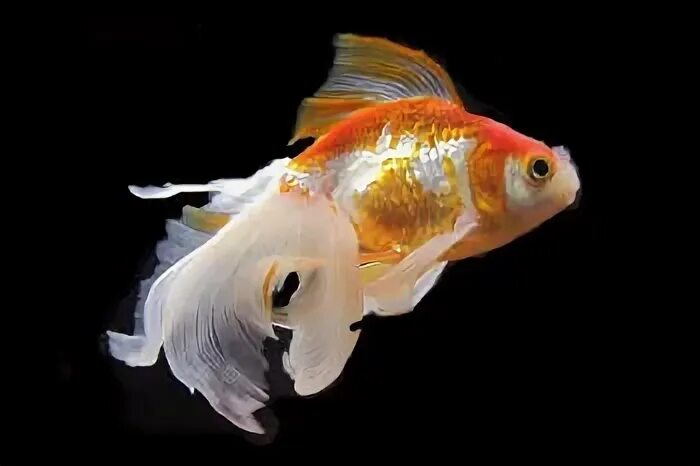 Гадание золотая рыбка 3. Вуалехвостки. 4кг Золотая рыбка. Синяя Вуалехвостка. Золотая рыба в Азербайджане.