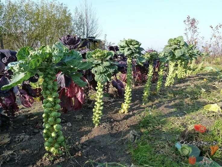 Long Island Brussel Sprouts Seeds Etsy Growing vegetables, Garden seeds, Growing