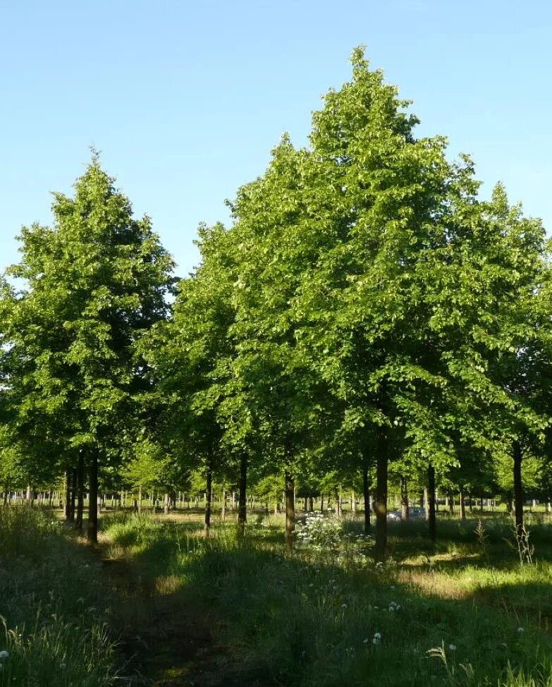 Tilia 30. Tilia 30. Tilia 30. Tilia 30. Tilia 30.