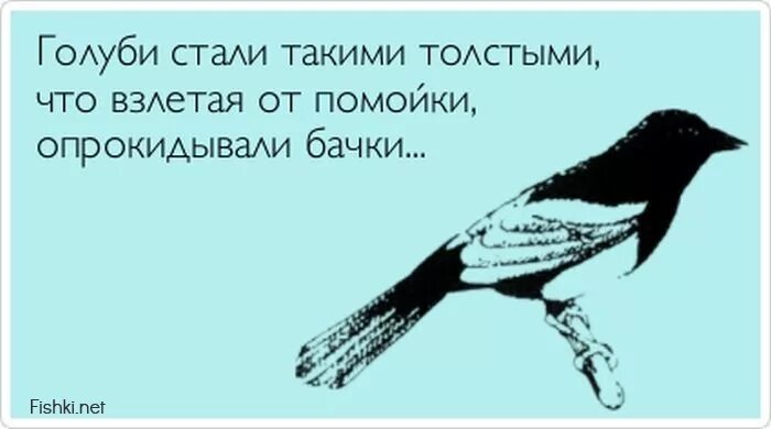 Анекдоты про птиц. Птица прикол. Птица гадит. Кстати о птичках анекдот. Кстати значение