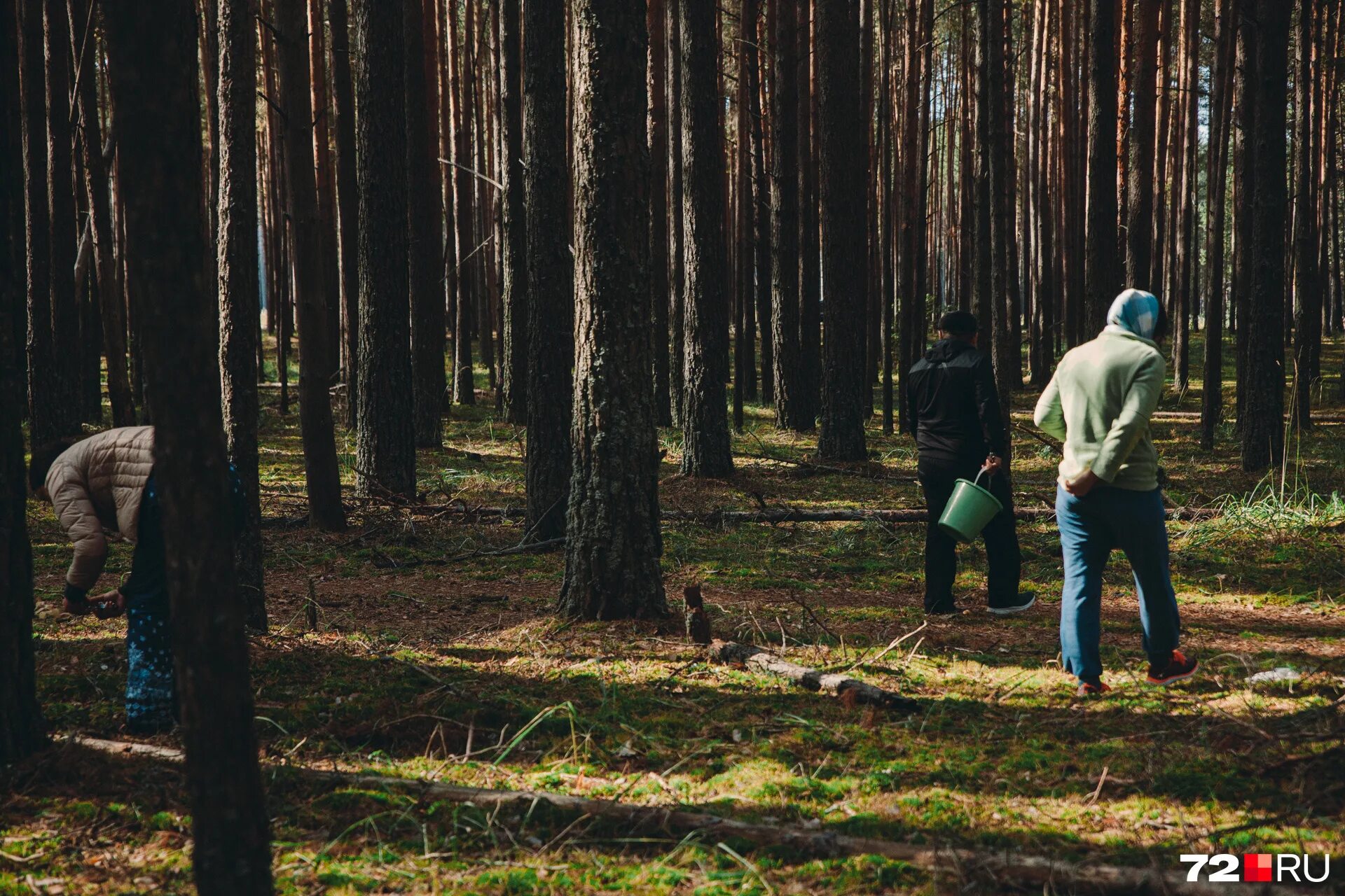 опята в липецкой области 2022. можно ли ходить в лес. одежда для прогулки в лесу. ходить в лесу, в форме преобладает зеленый цвет. можно ли ходить в лес.
