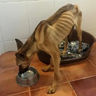 Стояло для животных