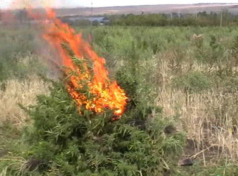 Ладанник самовозгорание. Куст который самовозгорается. Способен самовозгораться