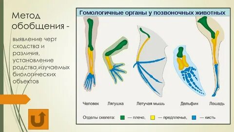 Вместо передних конечностей и отсутствие во рту