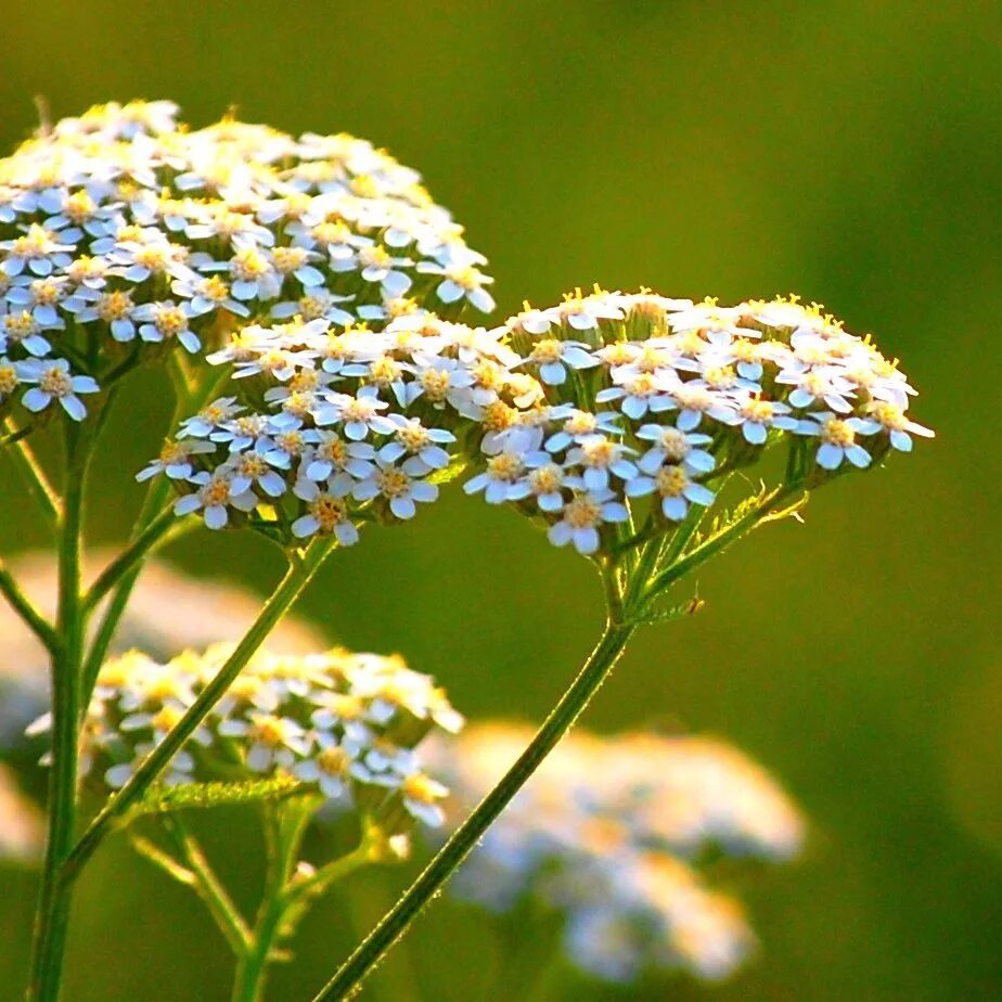 Тысячелистник обыкновенный (Achilléa millefólium). Тысячелистник обыкновенный (Achillea millefolium). Тысячелистник обыкновенный Васюринский. Тысячелистник полевой.