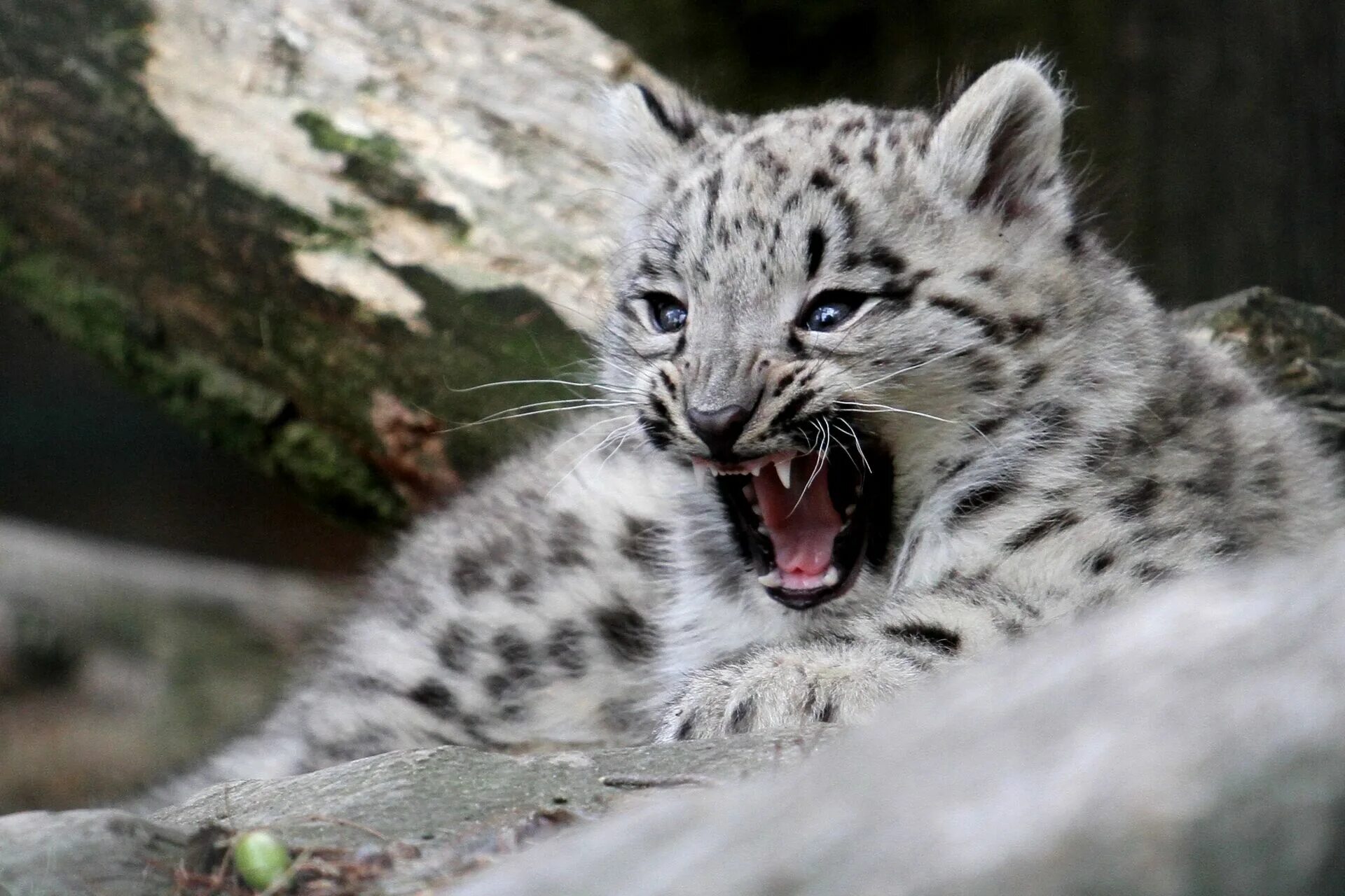 снежный барс ирбис красная книга. животные занесенные в красную книгу снежный барс. снежный барс ирбис красная книга. снежный ирбис красная книга. краснокнижные животные снежный барс.