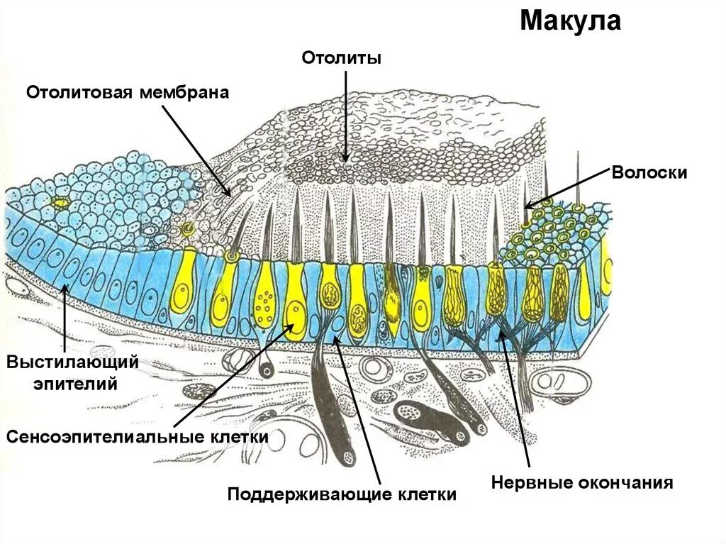 1 макул тура б стион безотл гательный. Макула строение гистология. Отолиты гистология. Гистологическое строение макулы. Схема строения макулы гистология.