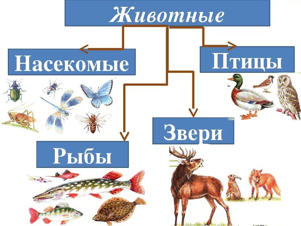 Животные птицы рыбы насекомые. Животные делятся на группы. Группы животных звери птицы рыбы насекомые. Группы животных 1 класс окружающий мир.