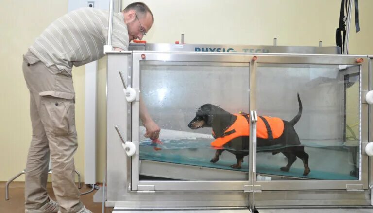 Подводная беговая дорожка для собак. Водная беговая дорожка для собак. Водная беговая дорожка для собак. Тренажер для собак беговая дорожка. Водная беговая дорожка для собак.