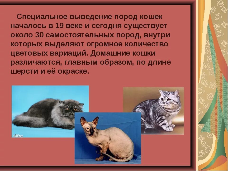 Как выводились кошки. Вывод про кошек. породы кошек презентация. кошки и их описание. рассказ о породе кошек.