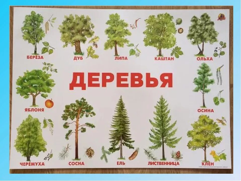 Дерево на начало слова. Плакат. Деревья. Деревья названия. Деревья для детей с названиями. Лиственные деревья для дошкольников.