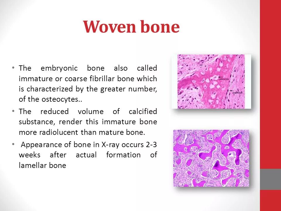 Bone meaning