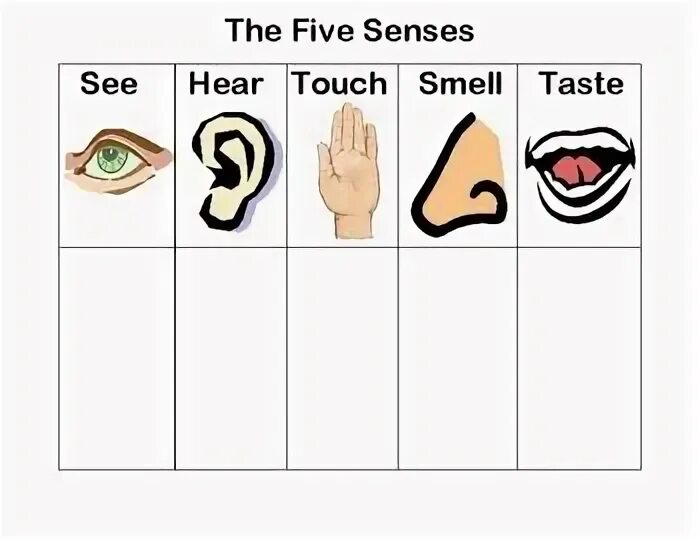 5 Senses Flashcards for Kids. Five senses activities. Five senses for Kids. Worksheets for 5 senses. See hear feel