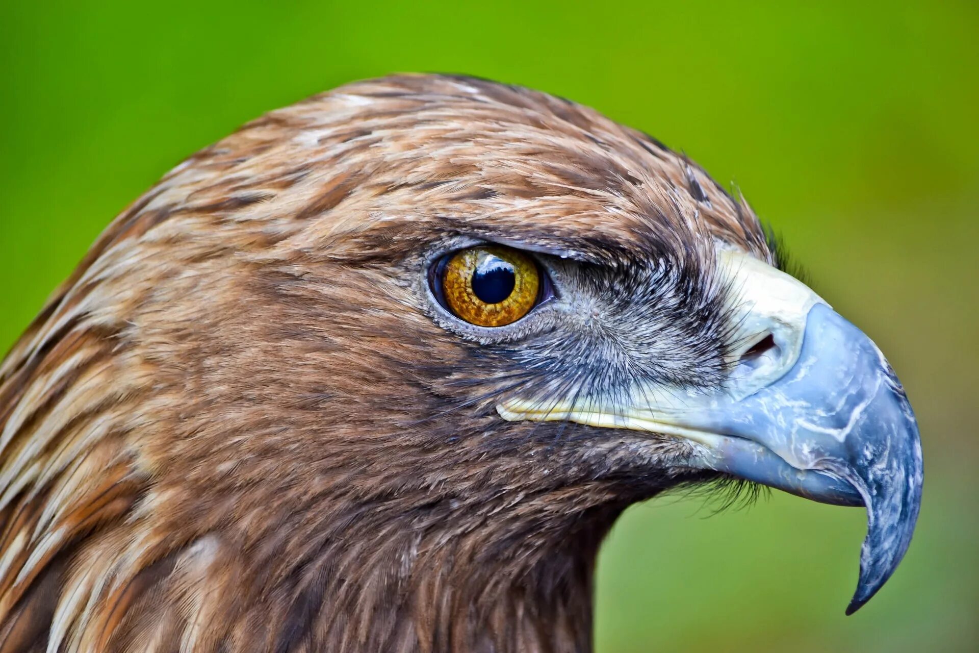 Птица вторая е. Беркут Aquila chrysaetos (Linnaeus, 1758). Цвет глаза Беркута. Глаза птиц Беркут. Беркут фото.