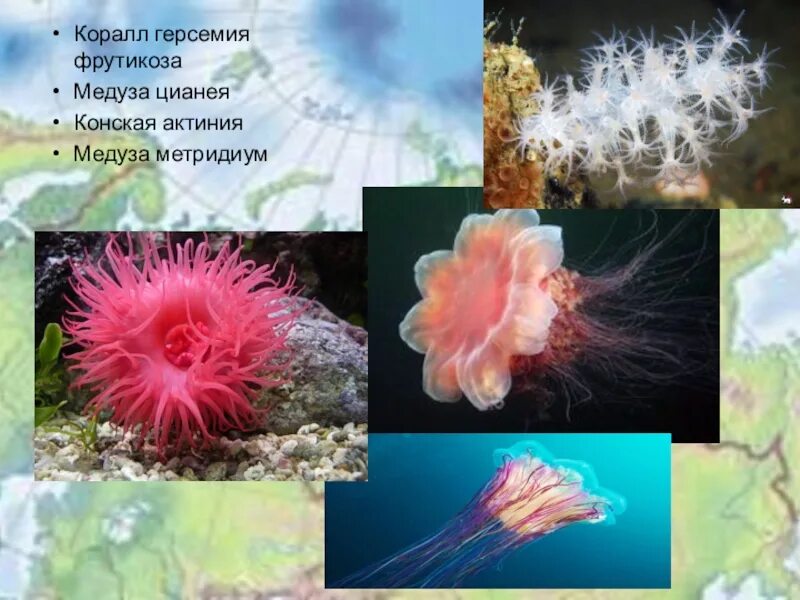 Герсемия коралл. Медуза актиния. Цианея полип. Медузы кораллы актинии.